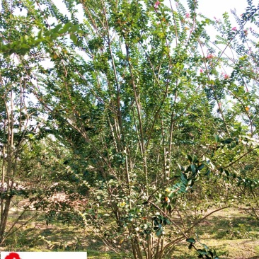 紫薇苗木基地直销成都紫薇8-20公分价格规格多优惠价