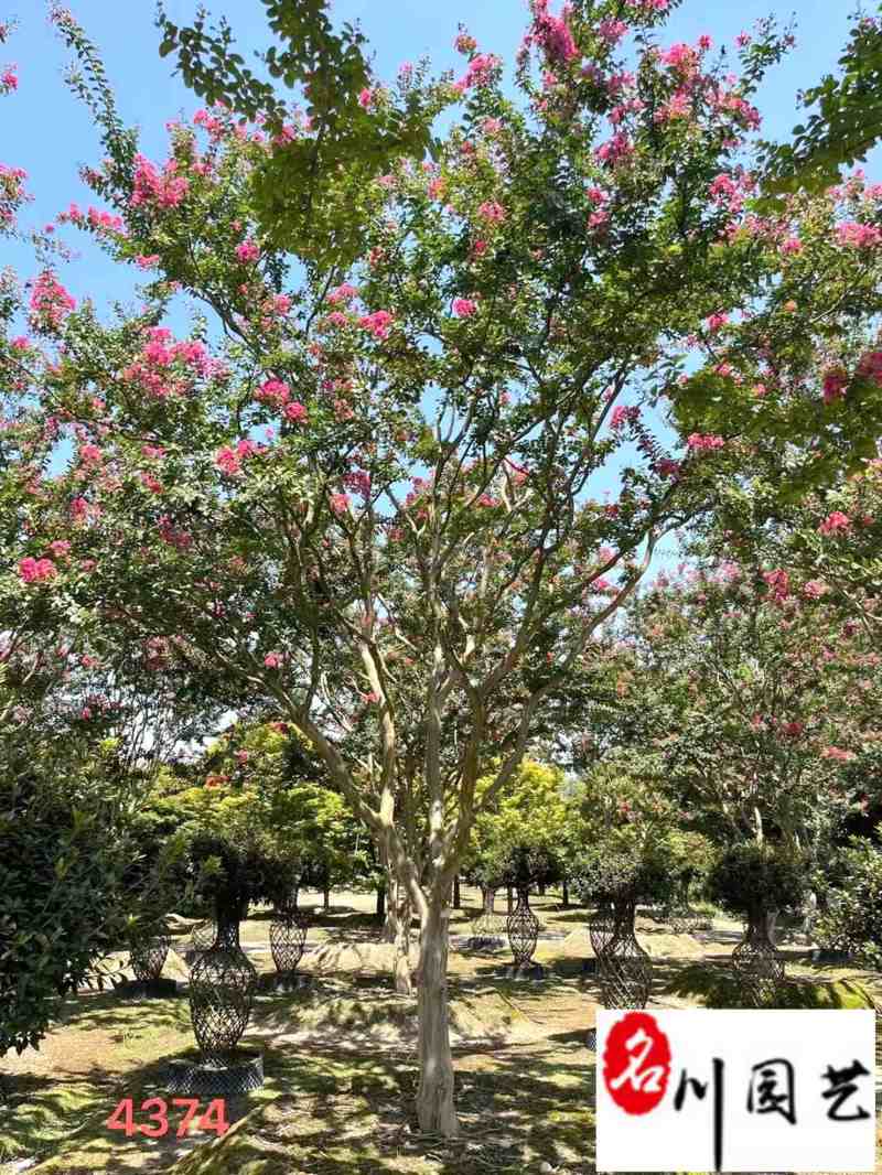 紫薇苗木基地直销成都紫薇8-20公分价格规格多优惠价