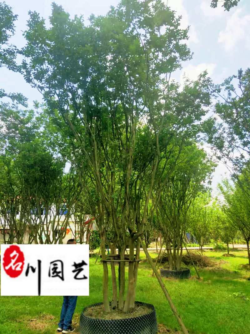 紫薇苗木基地直销成都紫薇8-20公分价格规格多优惠价