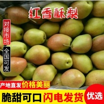 红香酥梨，货源充足，产地直发，电商平台批发零售均可！