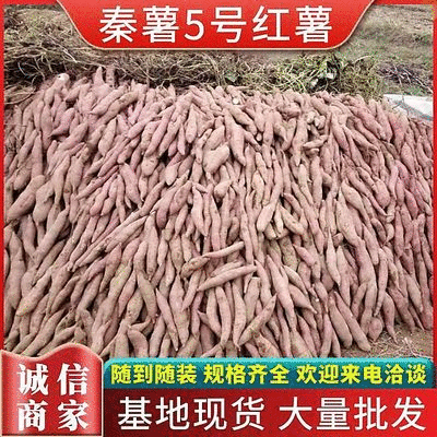秦薯五3两以上商品薯红皮白心欢迎选购产地直供