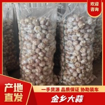 精品金乡大蒜山东大蒜货源充足量大从优质量保证欢迎咨询