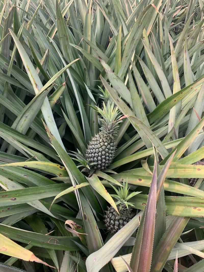 湛江精品菠萝现摘现发皮薄多汁口感甘甜商超品质