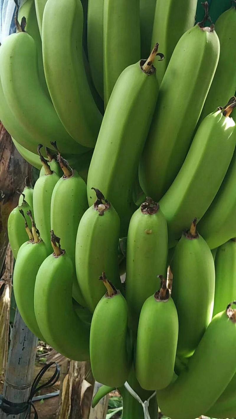 广西湛江巴西香蕉（威廉）新品上市品种纯正假一赔十