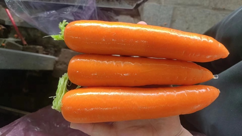 【精选】胡萝卜三红胡萝卜，商超品质，大量有货，货源稳定
