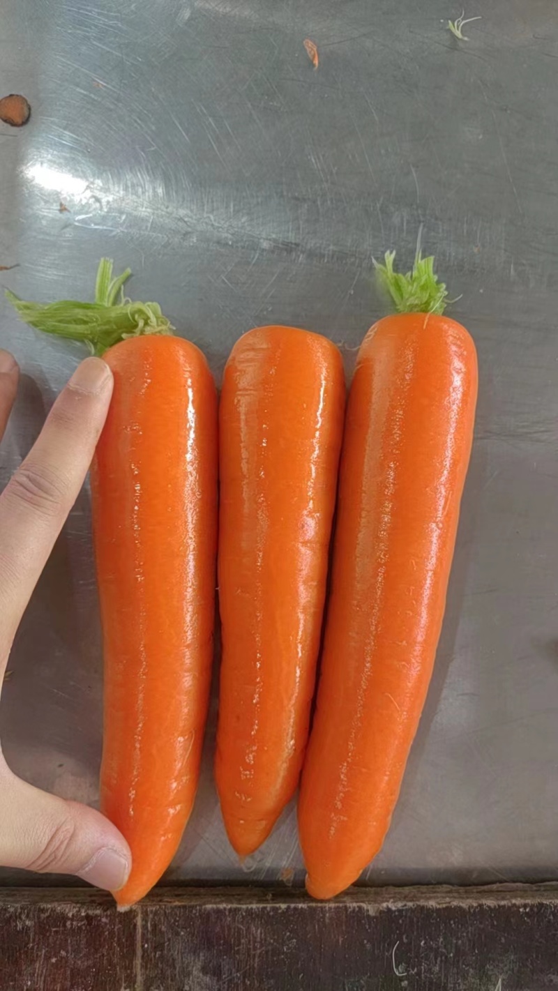【精选】胡萝卜三红胡萝卜，商超品质，大量有货，货源稳定
