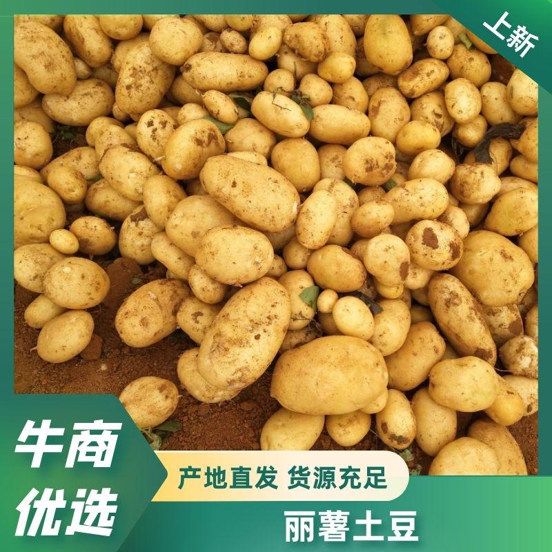 云南丽薯6号白心土豆，产地直发，优质货源，诚信经营