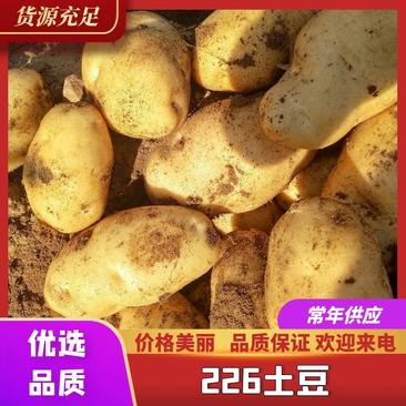 内蒙226黄皮白心土豆，产地直发，优质货源，诚信经营