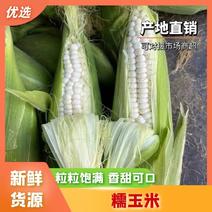 四川产地糯玉米万糯玉米价格低质量好规格全对接批发欢迎咨询