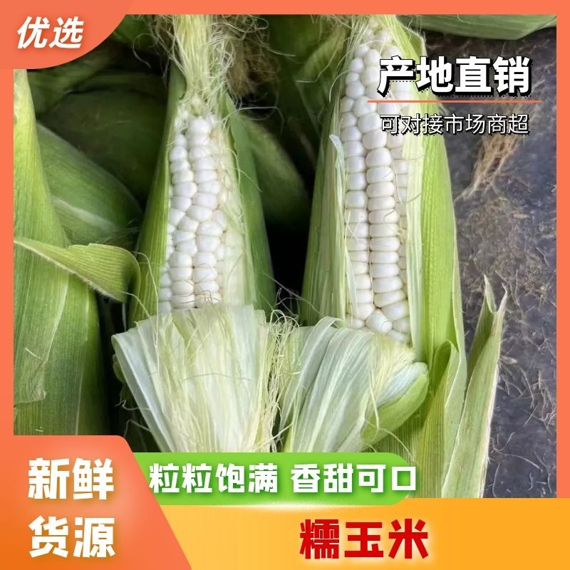 热卖中闭眼选万糯188玉米品质保证价格优惠欢迎来电