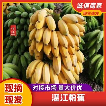 广州湛江粉蕉皇帝蕉皮薄味甜品质保障欢迎咨询