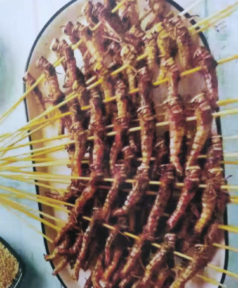 蚂蚱/蝗虫，大棚养殖蚂蚱，冷冻蚂蚱/活体蚂蚱，可常年供应
