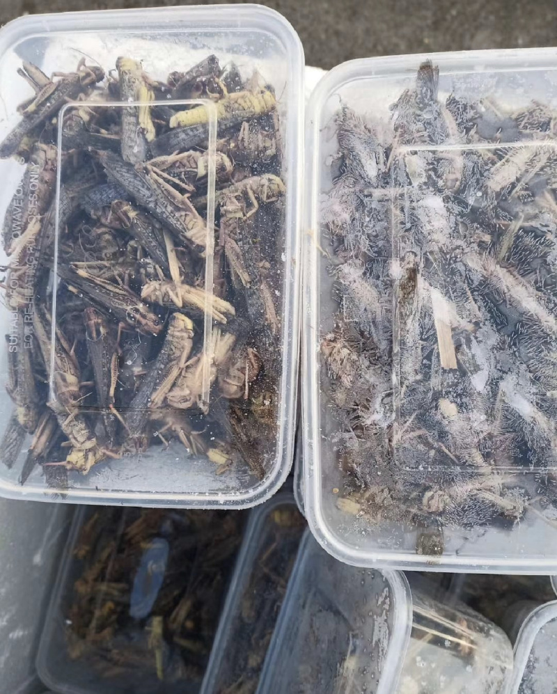 蚂蚱/蝗虫，大棚养殖蚂蚱，冷冻蚂蚱/活体蚂蚱，可常年供应