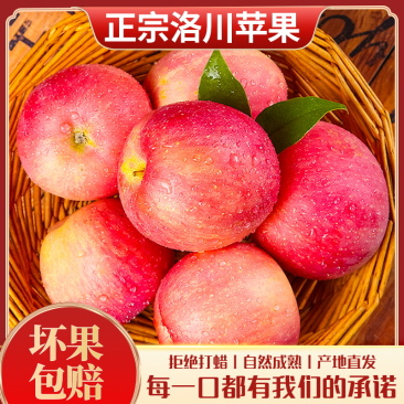 陕西洛川精品苹果甜度高，规格齐全量大价优