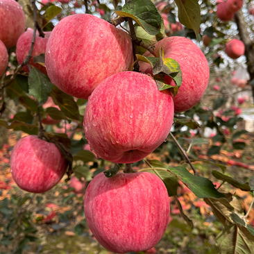 【甄选】陕西洛川精品红富士苹果洛川苹果产地直发价优欢