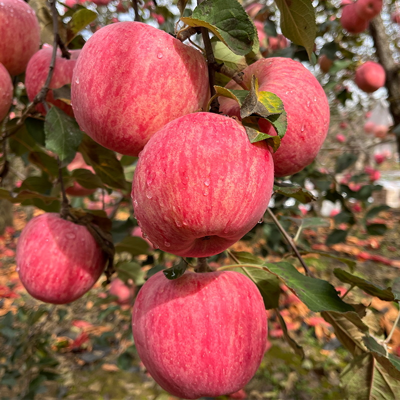 【甄选】山东精品红富士苹果洛川苹果产地直发价优欢