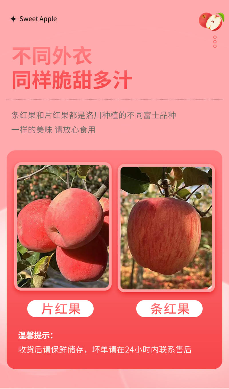 【实力】洛川红富士苹果甜脆多汁产地直发可视频看货欢迎