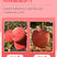 【实力】洛川红富士苹果甜脆多汁产地直发可视频看货欢迎