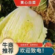 【精品黄心白菜】4~6斤净菜供应商超市场批发！
