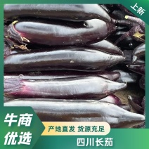 精品紫茄四川茄子长茄产地直发全国发货欢迎咨询