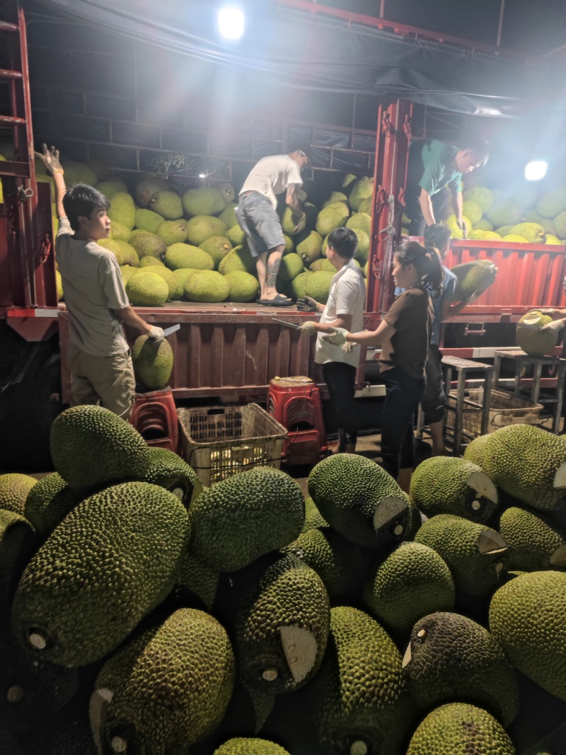 【热卖中】精品泰国红肉八号菠萝蜜一手货源专业包装欢迎考察