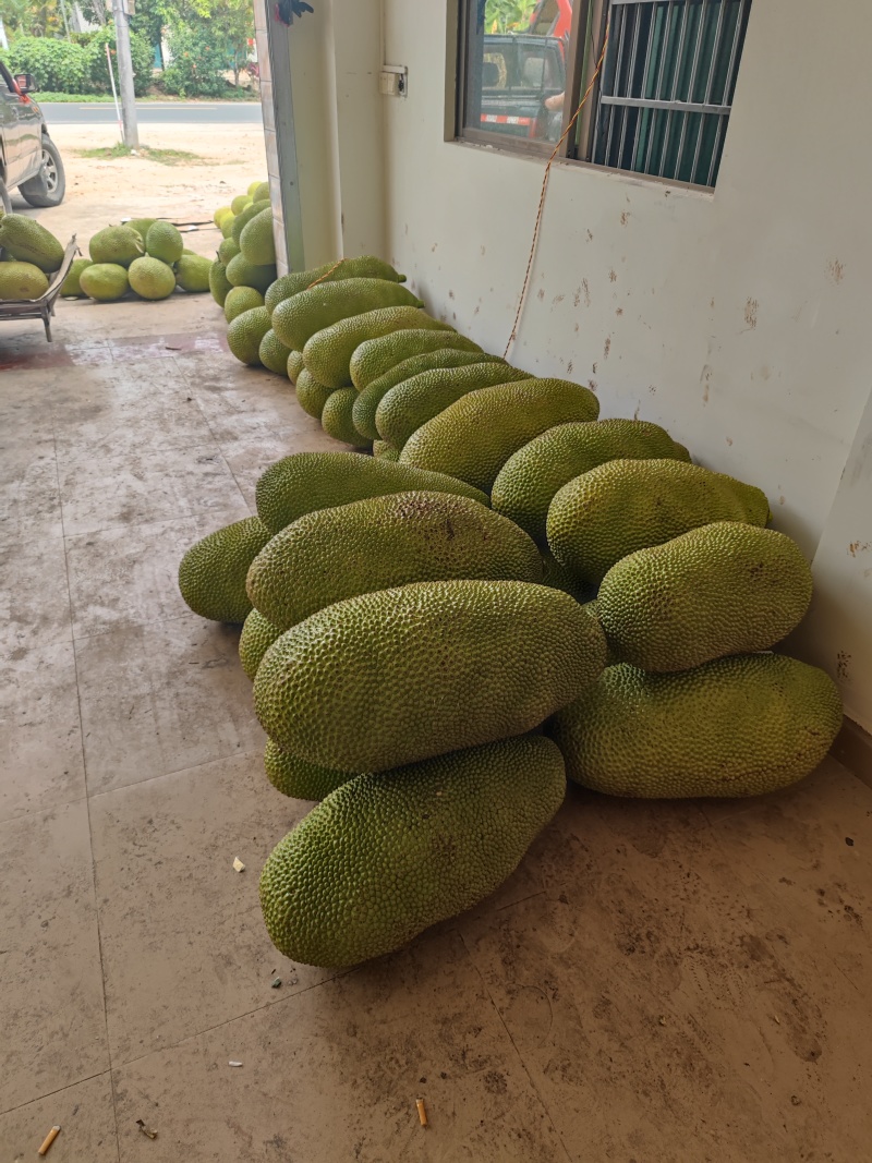 【专业打包】精品海南菠萝蜜马来西亚一号菠萝蜜黄肉菠萝蜜
