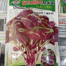 花红圆叶糯米苋菜种子，早熟，耐热耐抽苔，抗病，基地种植
