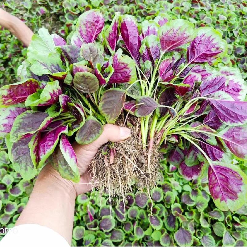 花红圆叶糯米苋菜种子，早熟，耐热耐抽苔，抗病，基地种植