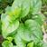 大叶木耳菜种子，茎叶肥嫩，柔软多汁，耐热抗病，基地种植