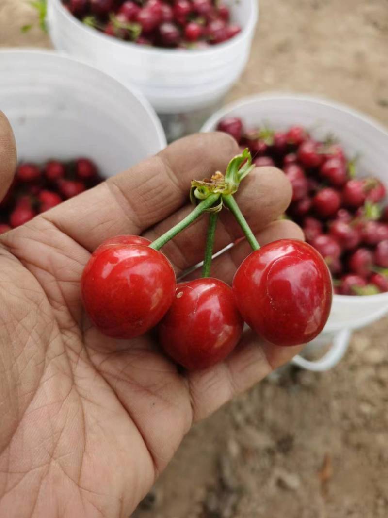 【大荔樱桃】大量上市基地直供质量上乘量大优惠欢迎订购