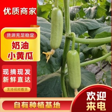 潍坊寿光小黄瓜奶油黄瓜现摘现发全国代发价格优