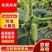 潍坊寿光小黄瓜奶油黄瓜现摘现发全国代发价格优
