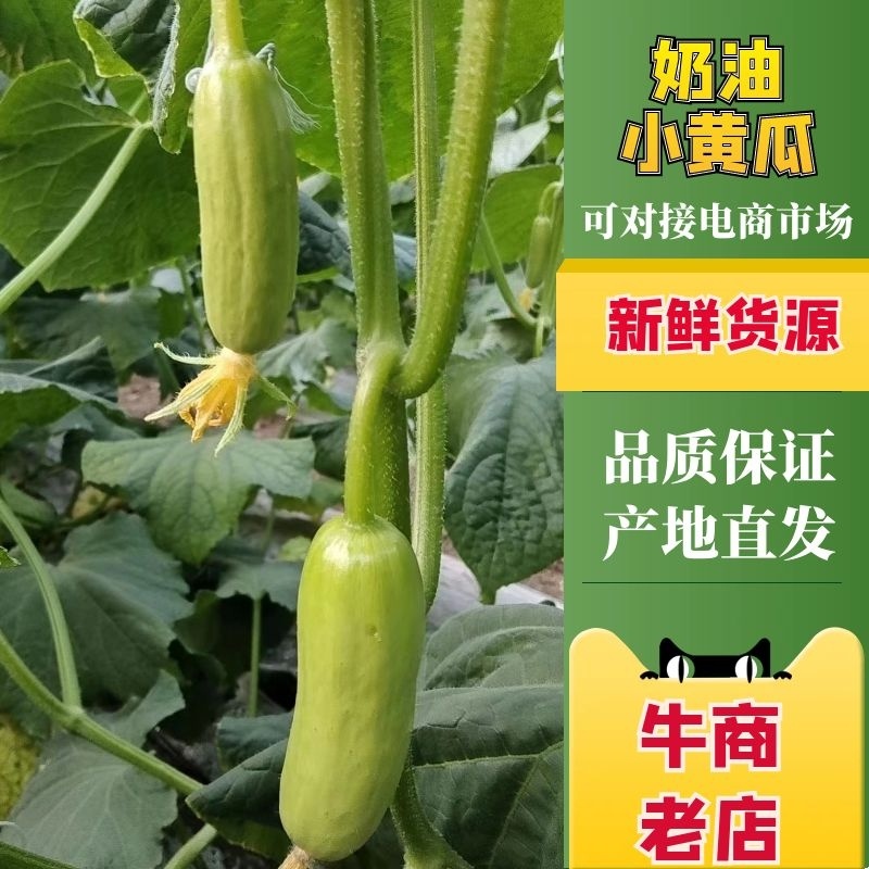 潍坊寿光小黄瓜奶油黄瓜现摘现发全国代发价格优