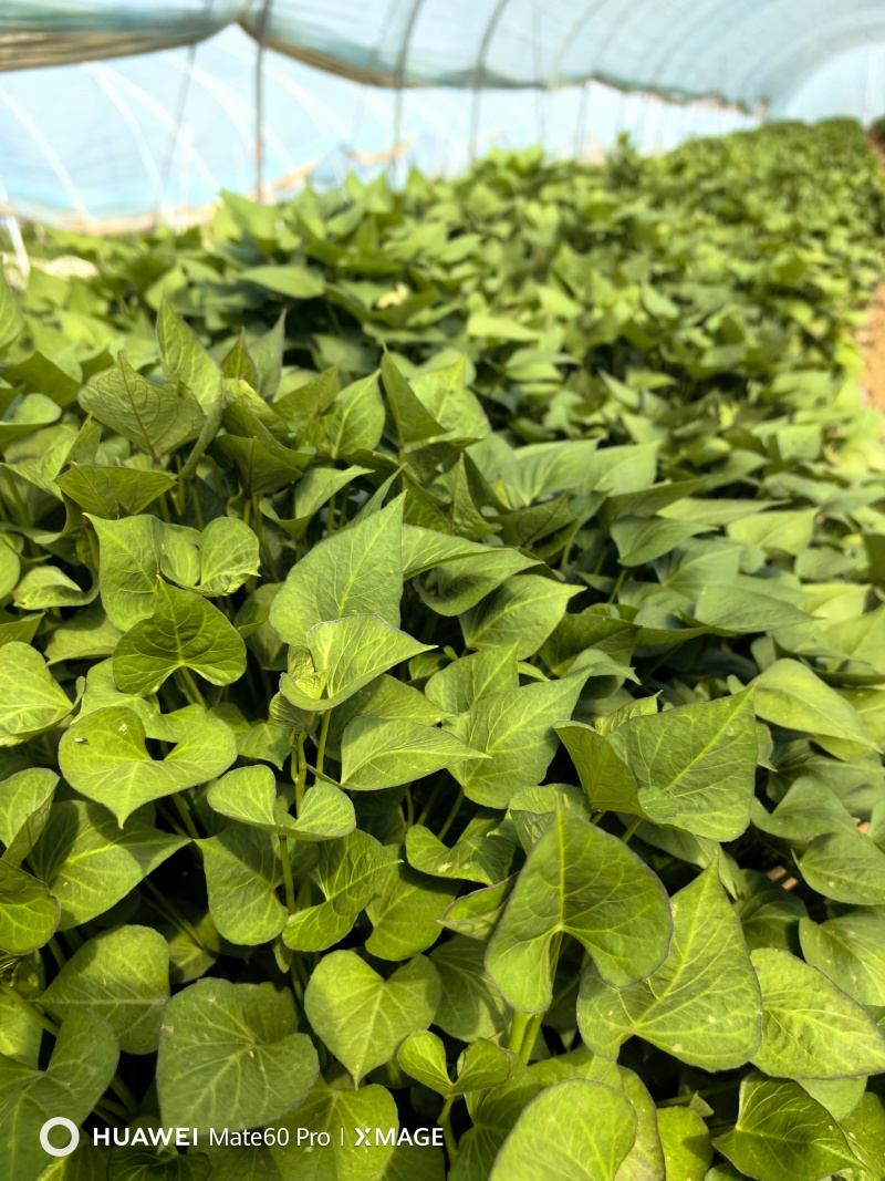 济薯26苗精品脱毒红薯苗量大从优欢迎咨询价格优惠