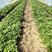 龙薯9红薯苗大量供应脱毒红薯苗品质保证诚信经营