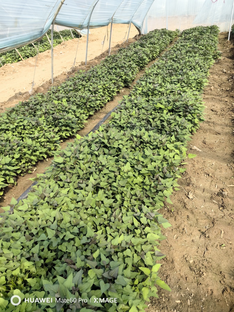 商薯19红薯苗脱毒红薯苗品质保证货源充足欢迎咨询