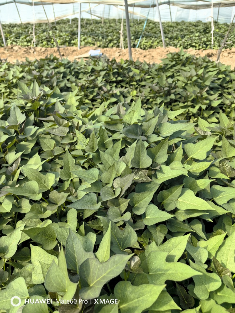 商薯19红薯苗脱毒红薯苗品质保证货源充足欢迎咨询