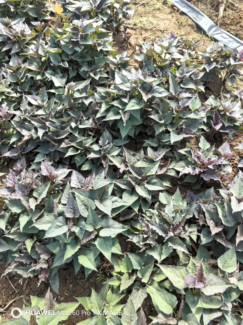 哈密红薯苗长期稳定供货可视频看货量大从优