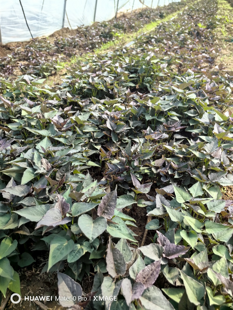 哈密红薯苗长期稳定供货可视频看货量大从优