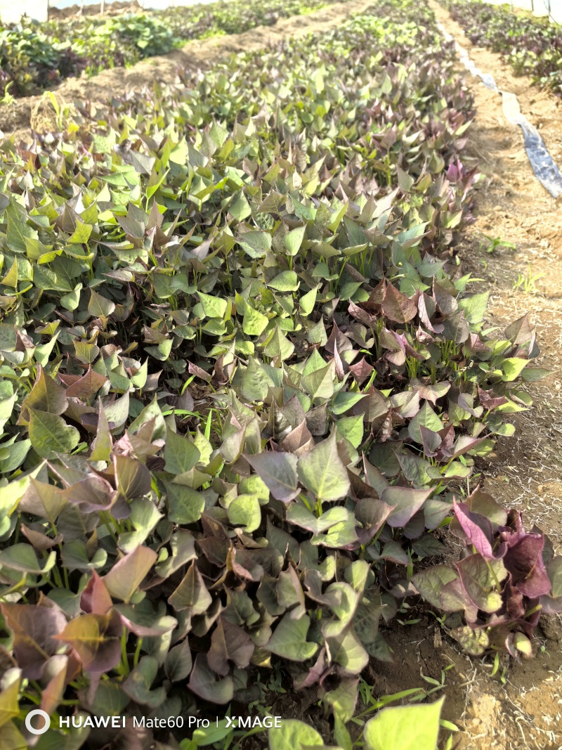 西瓜红红薯苗基地直发可视频看货欢迎各位老板咨询
