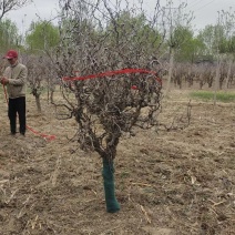 龙须枣树苗盘龙枣树树枝条存活率高基地发货价格优惠欢迎