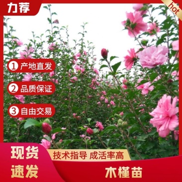 精品木槿花苗，基地直发南北方种植，包技术指导