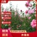 精品木槿花苗，基地直发南北方种植，包技术指导