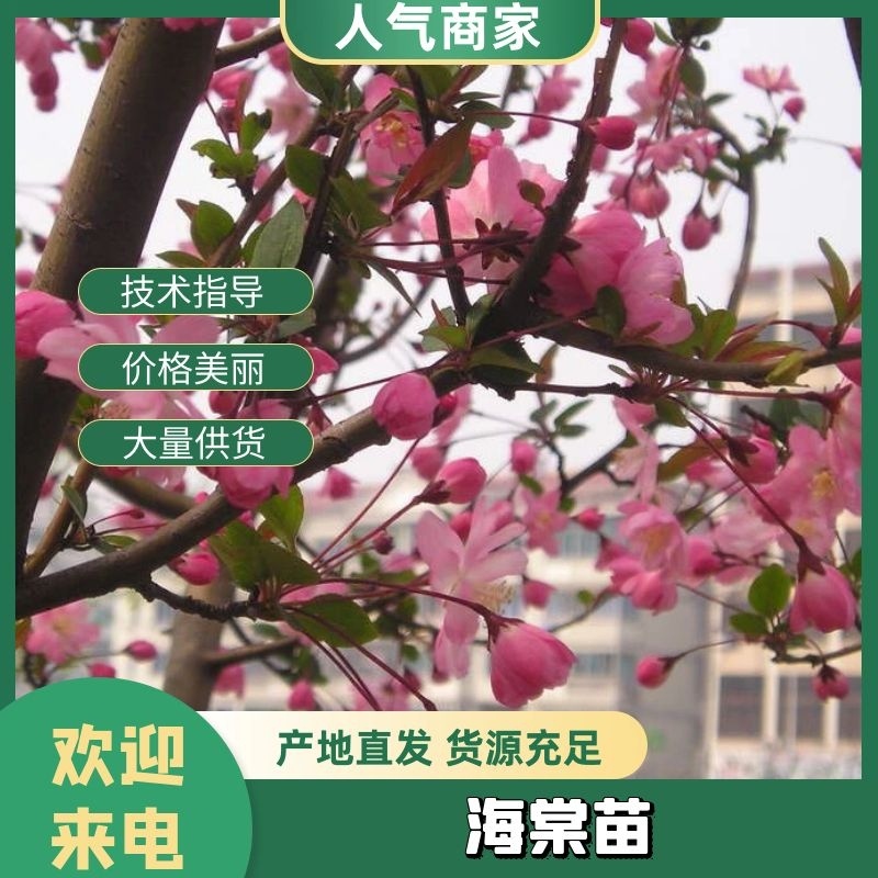 海棠树苗，基地直发南北方种植放心苗包技术指导