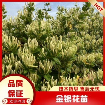 金银花苗，基地直发包存活，南北方种植包技术指导