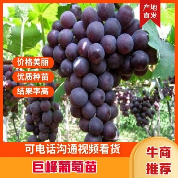 巨峰葡萄苗基地直发，南北方种植放心苗，包技术指导