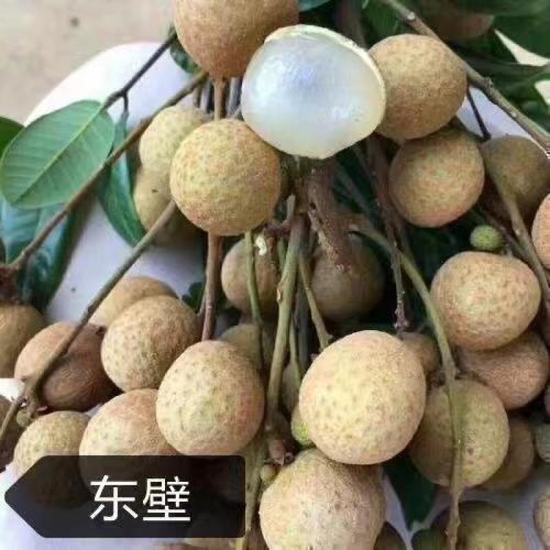 大量供应多种品类龙眼苗，量大质优，价格优惠