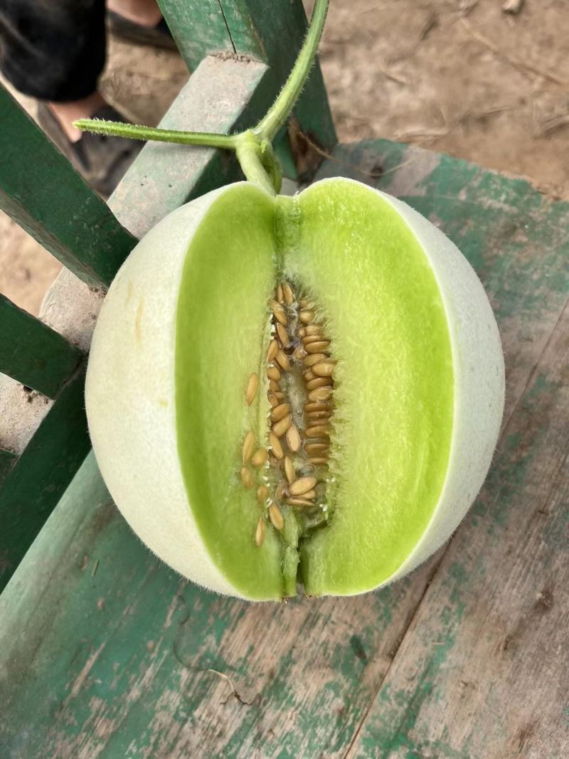 山东单县玉菇甜瓜冰清玉姑产地直供电商微商批发市场