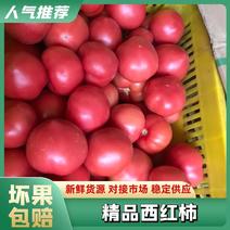 陕西精品硬粉西红柿，三原县万亩蔬菜基地
