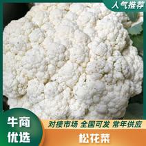 陕西省三原县精品有机散花白面青梗散花菜上市，松花菜